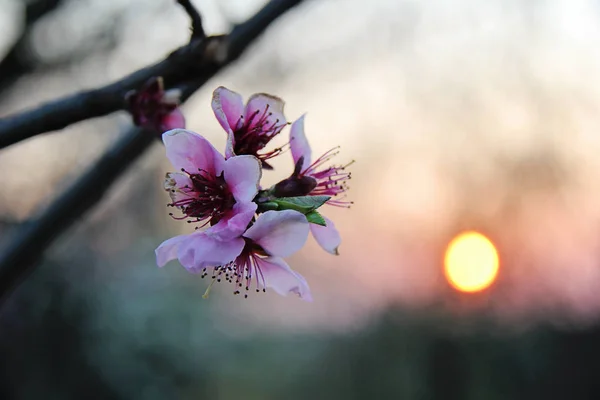Roze bloem van Cherry Blossom bij zonsondergang — Stockfoto