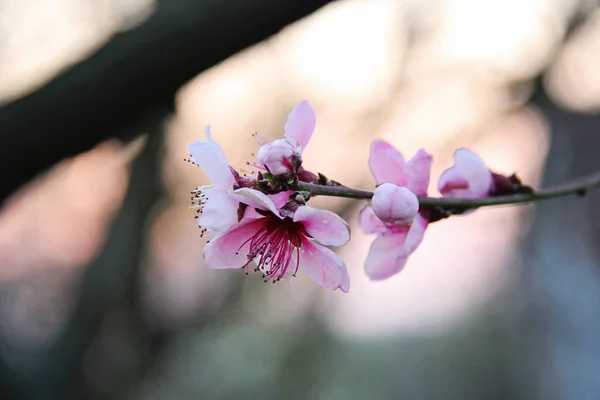 Bonita flor de cereja escura — Fotografia de Stock