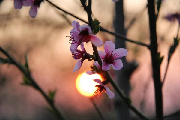 Flor de cereja rosa com laranja por do sol — Fotografia de Stock