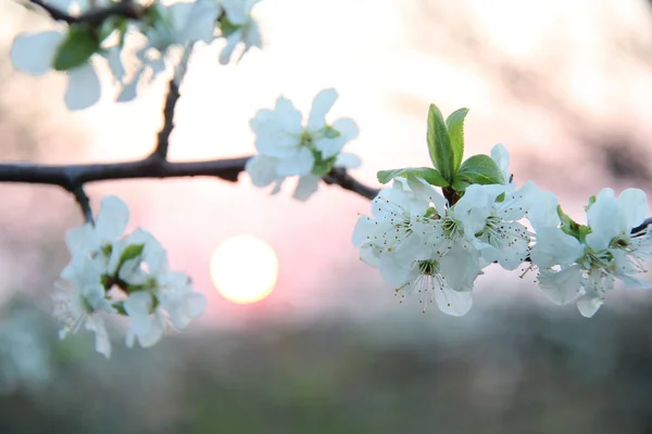 Witte kersenbloesem bloemen aan tak bij zonsondergang — Stockfoto