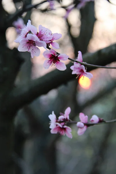 Dark Cherry Blossom ao pôr do sol foto de fundo — Fotografia de Stock