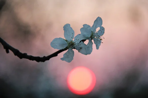 Rosa escuro e por do sol alaranjado com flores brancas da flor da cerejeira — Fotografia de Stock