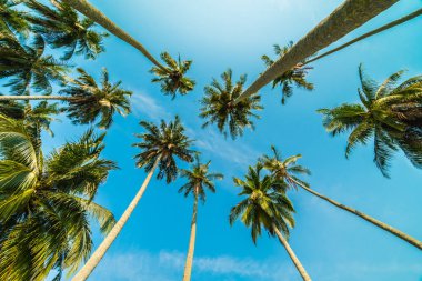 Mavi gökyüzü arka plan güzel Hindistan cevizi hurma ağacı