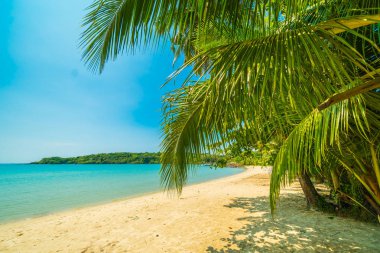 Güzel tropikal plaj ve deniz paradise Island Seyahat ve tatil için Hindistan cevizi hurma ağacı