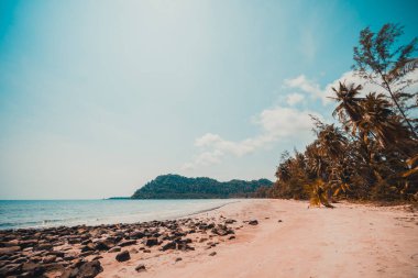 Güzel doğa tropikal plaj ve Hindistan cevizi hurma ağacı için cennet adasında tatil seyahat