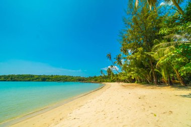 Güzel tropikal plaj ve deniz paradise Island Seyahat ve tatil için Hindistan cevizi hurma ağacı