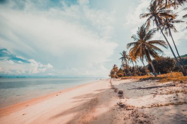 Güzel tropikal plaj ve Hindistan cevizi hurma ağacı Cennet Adası