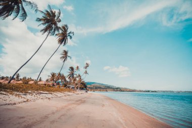 Güzel tropikal plaj ve Hindistan cevizi hurma ağacı Cennet Adası
