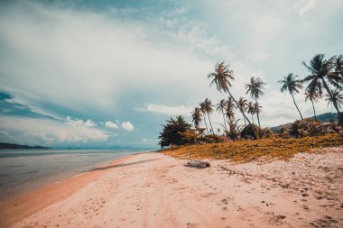 Güzel tropikal plaj ve Hindistan cevizi hurma ağacı Cennet Adası