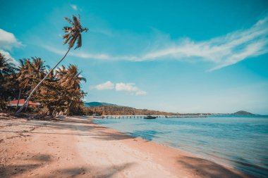 Güzel tropikal plaj ve Hindistan cevizi hurma ağacı Cennet Adası