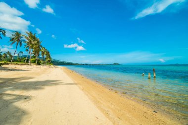 Güzel tropikal plaj ve Hindistan cevizi hurma ağacı Cennet Adası
