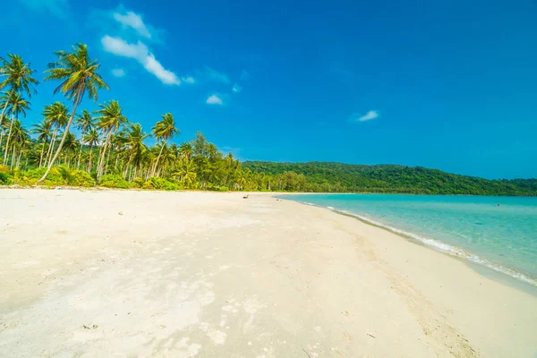 Güzel doğa tropikal plaj ve Hindistan cevizi hurma ağacı için cennet adasında tatil seyahat