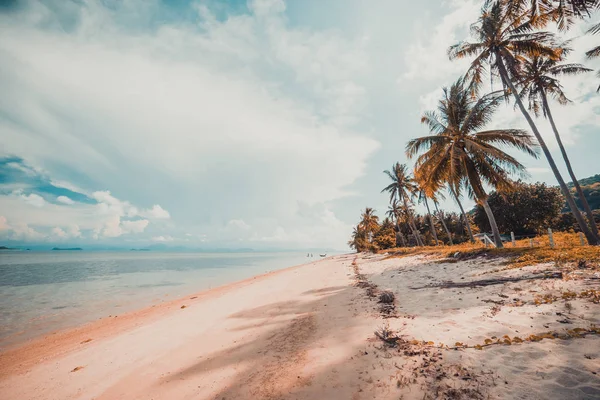 Güzel tropikal plaj ve Hindistan cevizi hurma ağacı Cennet Adası