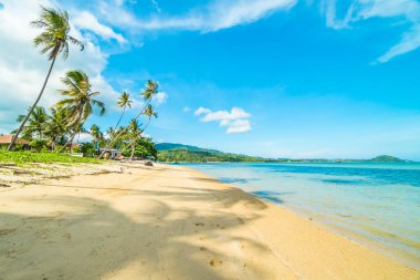 Güzel tropikal plaj ve Hindistan cevizi hurma ağacı Cennet Adası