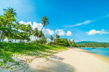 Güzel tropikal plaj ve Hindistan cevizi hurma ağacı Cennet Adası