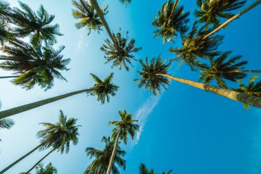 Mavi gökyüzü arka plan güzel Hindistan cevizi hurma ağacı