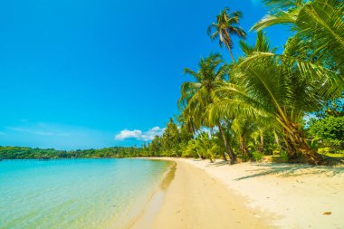 Güzel tropikal plaj ve deniz paradise Island Seyahat ve tatil için Hindistan cevizi hurma ağacı