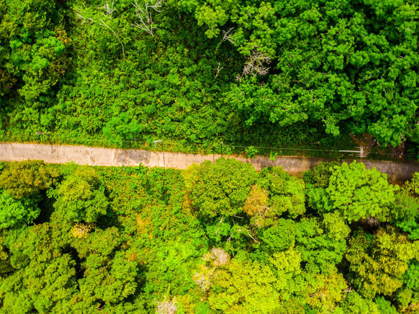 Aerial view of tree in the forest with road for travel and vacation
