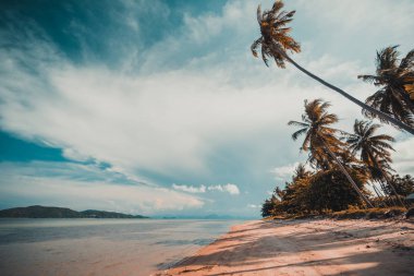 Güzel tropikal plaj ve Hindistan cevizi hurma ağacı Cennet Adası