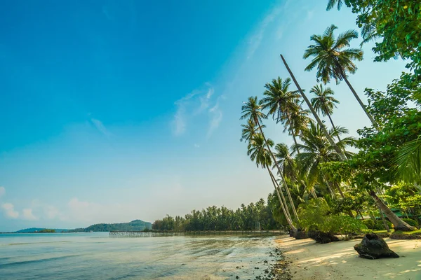 Plaj ve deniz Hindistan cevizi hurma ağacı günbatımı zaman - tatil tatil kavramı etrafında güzel Cennet Adası