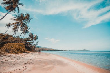 Güzel tropikal plaj ve Hindistan cevizi hurma ağacı Cennet Adası
