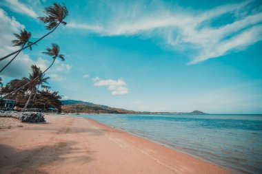 Güzel tropikal plaj ve Hindistan cevizi hurma ağacı Cennet Adası