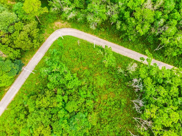 Vue Aérienne Arbre Dans Forêt Avec Route Pour Les Voyages — Photo