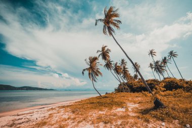 Güzel tropikal plaj ve Hindistan cevizi hurma ağacı Cennet Adası