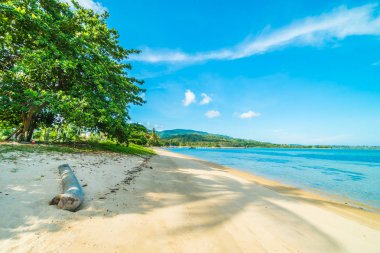 Güzel tropikal plaj ve Hindistan cevizi hurma ağacı Cennet Adası