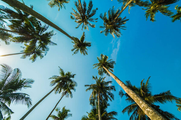 Beautiful coconut palm tree on blue sky background