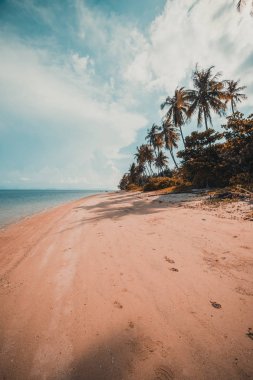 Güzel tropikal plaj ve Hindistan cevizi hurma ağacı Cennet Adası