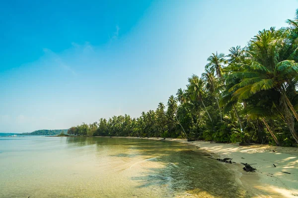 Plaj ve deniz Hindistan cevizi hurma ağacı günbatımı zaman - tatil tatil kavramı etrafında güzel Cennet Adası
