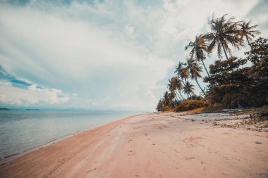 Güzel tropikal plaj ve Hindistan cevizi hurma ağacı Cennet Adası