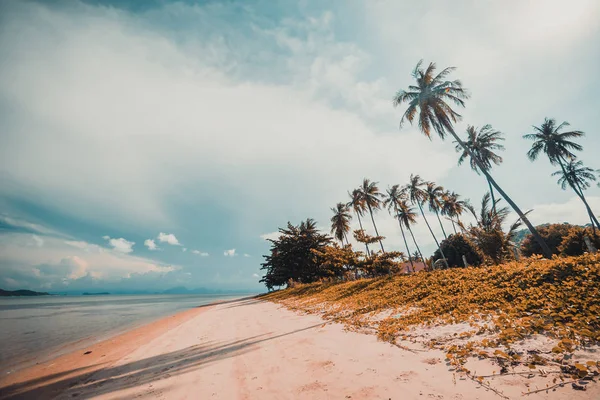 Beautiful Tropical Beach Sea Coconut Palm Tree Paradise Island — Stock Photo, Image