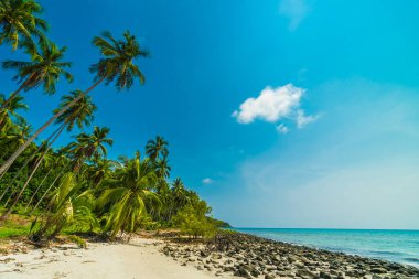 Güzel doğa tropikal plaj ve Hindistan cevizi hurma ağacı için cennet adasında tatil seyahat