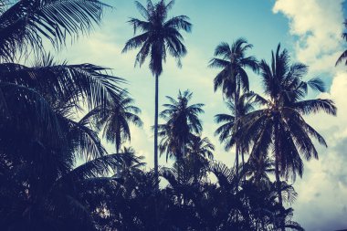 Gökyüzü günbatımı zaman - Vintage filtre tropikal doğa ve siluet Hindistan cevizi hurma ağacı ile güzel açık görünüm