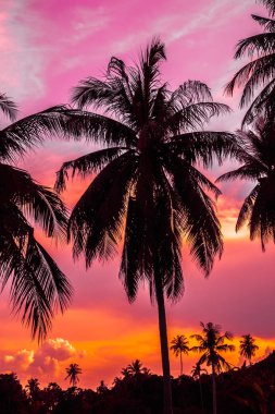 Gökyüzü günbatımı zaman - Vintage filtre tropikal doğa ve siluet Hindistan cevizi hurma ağacı ile güzel açık görünüm