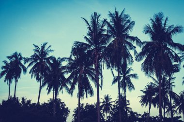 Gökyüzü günbatımı zaman - Vintage filtre tropikal doğa ve siluet Hindistan cevizi hurma ağacı ile güzel açık görünüm