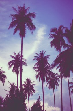 Gökyüzü günbatımı zaman - Vintage filtre tropikal doğa ve siluet Hindistan cevizi hurma ağacı ile güzel açık görünüm