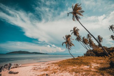 Güzel tropikal plaj ve Hindistan cevizi hurma ağacı Cennet Adası