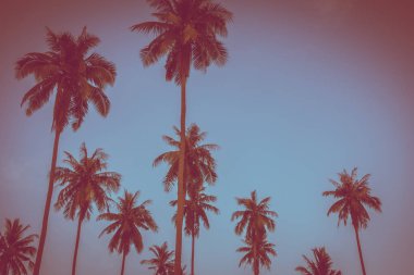 Gökyüzü günbatımı zaman - Vintage filtre tropikal doğa ve siluet Hindistan cevizi hurma ağacı ile güzel açık görünüm