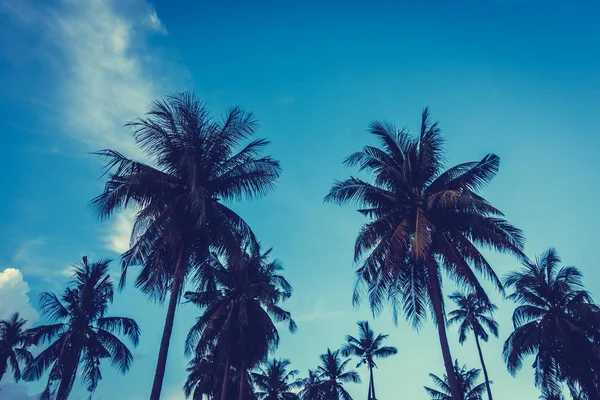 Hermosa Vista Aire Libre Con Naturaleza Tropical Silueta Cocotero Cielo — Foto de Stock