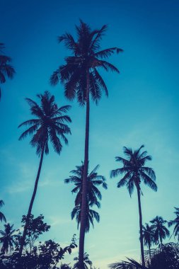 Gökyüzü günbatımı zaman - Vintage filtre tropikal doğa ve siluet Hindistan cevizi hurma ağacı ile güzel açık görünüm