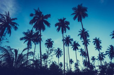 Gökyüzü günbatımı zaman - Vintage filtre tropikal doğa ve siluet Hindistan cevizi hurma ağacı ile güzel açık görünüm
