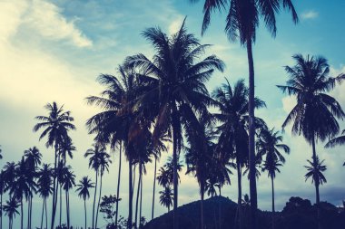 Gökyüzü günbatımı zaman - Vintage filtre tropikal doğa ve siluet Hindistan cevizi hurma ağacı ile güzel açık görünüm