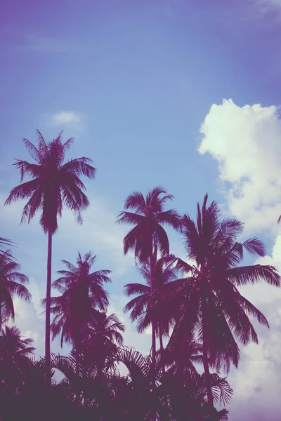 Gökyüzü günbatımı zaman - Vintage filtre tropikal doğa ve siluet Hindistan cevizi hurma ağacı ile güzel açık görünüm