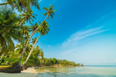 Plaj ve deniz Hindistan cevizi hurma ağacı günbatımı zaman - tatil tatil kavramı etrafında güzel Cennet Adası