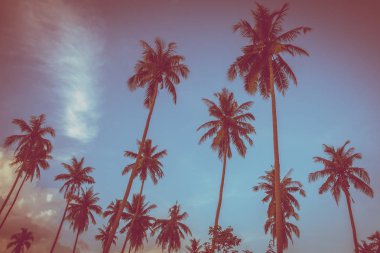 Gökyüzü günbatımı zaman - Vintage filtre tropikal doğa ve siluet Hindistan cevizi hurma ağacı ile güzel açık görünüm