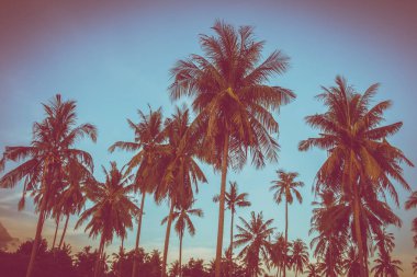 Gökyüzü günbatımı zaman - Vintage filtre tropikal doğa ve siluet Hindistan cevizi hurma ağacı ile güzel açık görünüm
