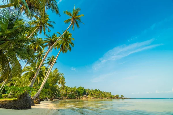 Plaj ve deniz Hindistan cevizi hurma ağacı günbatımı zaman - tatil tatil kavramı etrafında güzel Cennet Adası
